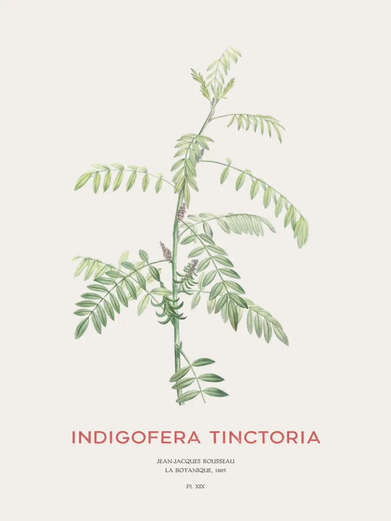 Echter Indigo oder Indigofera tinctoria Hahnemühle von Vintagrafica