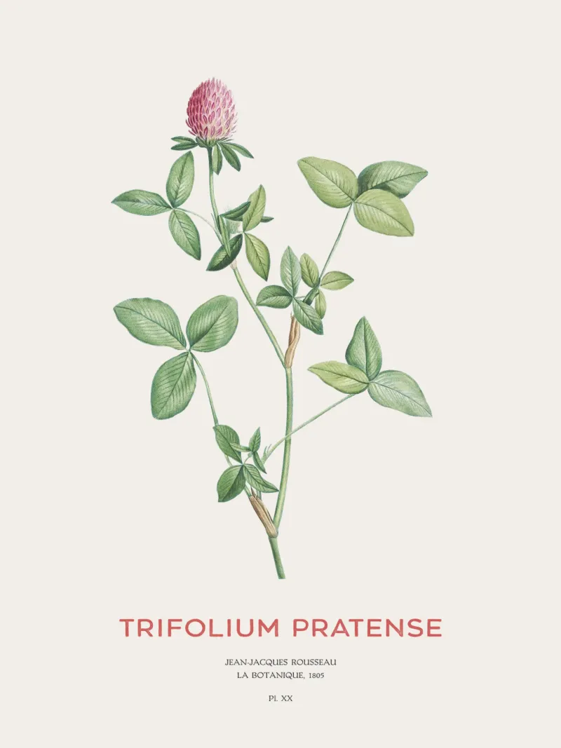 Rotklee oder Trifolium pratense Acryl-Glas von Vintagrafica