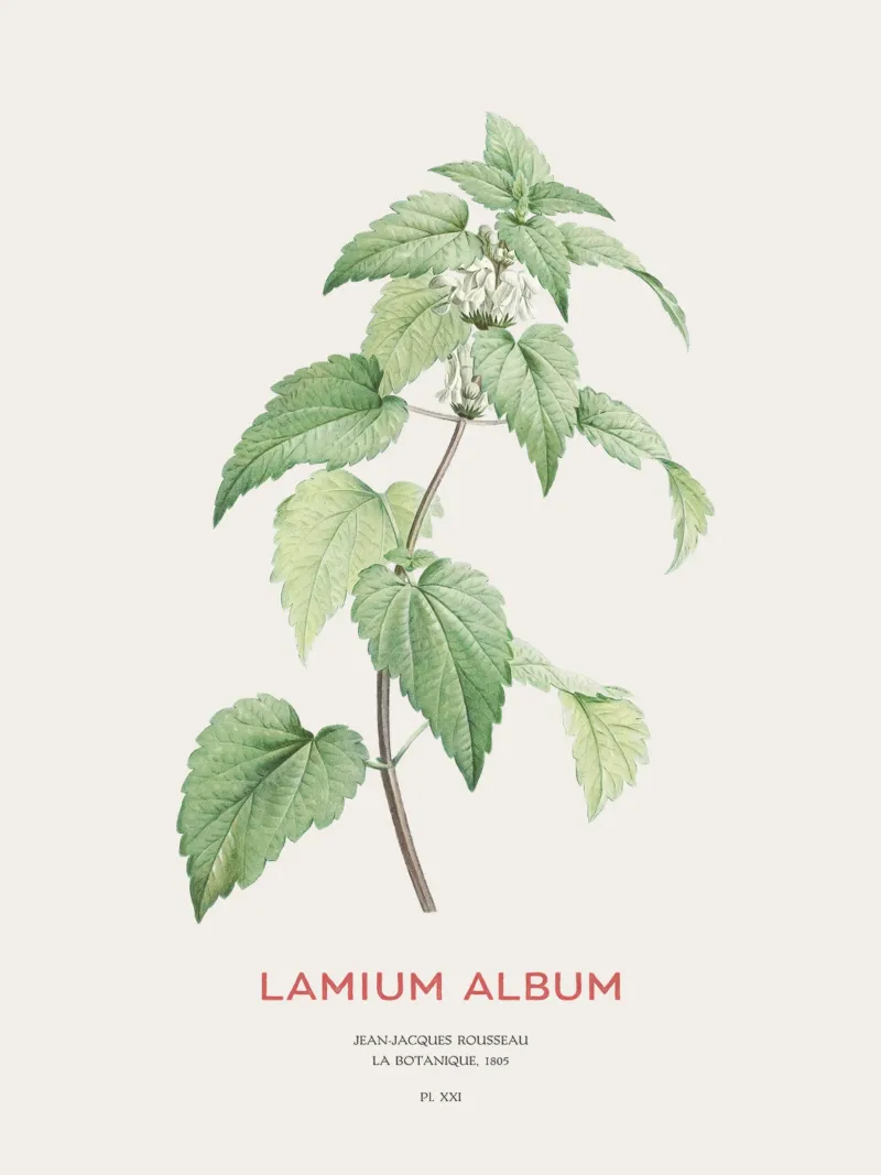 White nettle or Lamium album hahnemühle by Vintagrafica