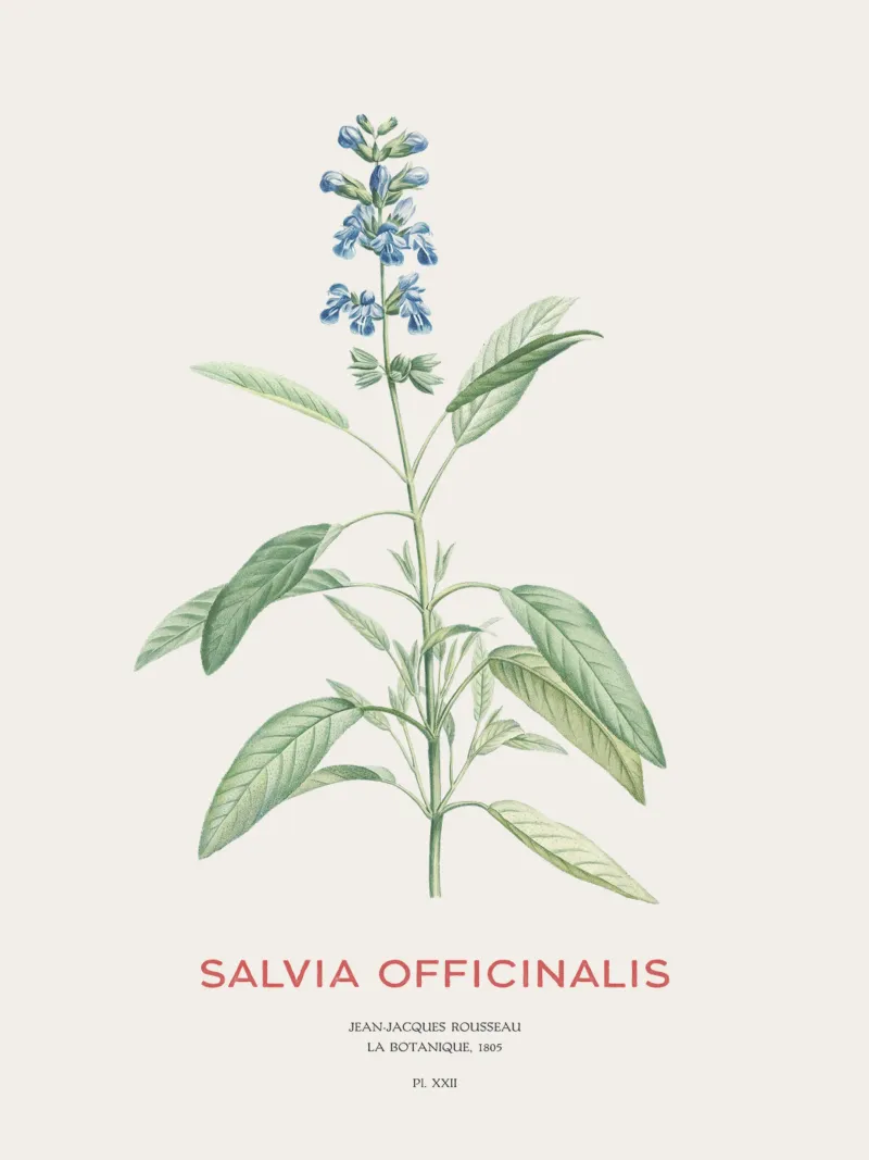 Salbei oder Salvia officinalis Hahnemühle von Vintagrafica