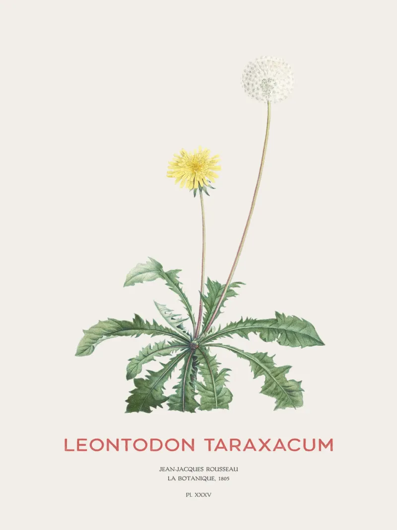 Tarassaco o Leontodon taraxacum pellicola backlit da Vintagrafica