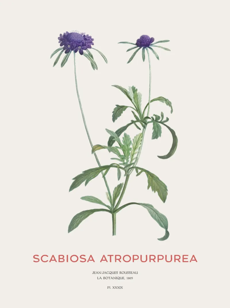 Fiore a puntaspilli o Scabiosa atropurpurea pellicola backlit da Vintagrafica