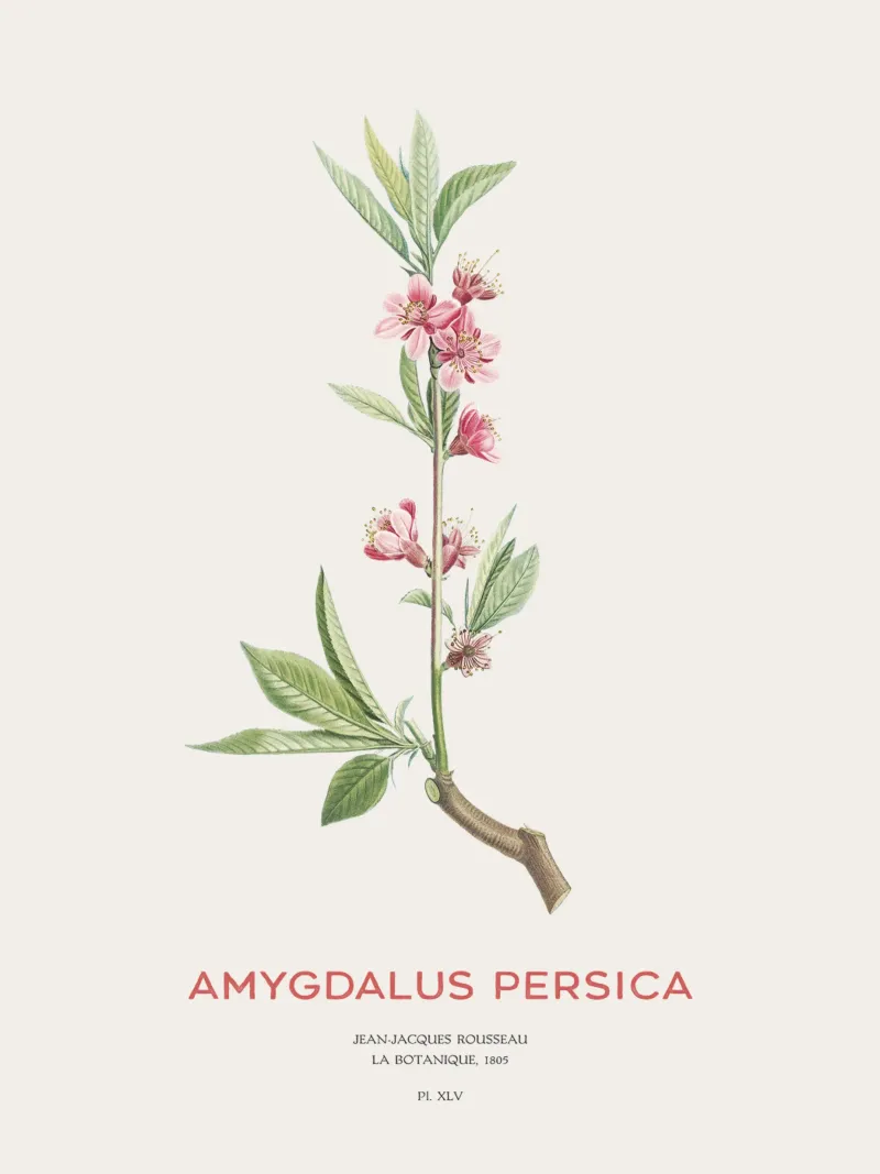 Fiori di pesco o Amygdalus persica plexiglass da Vintagrafica