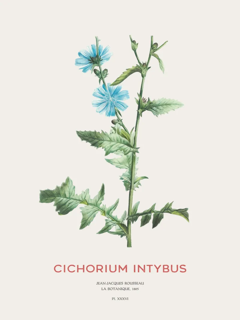 Cicoria o Cichorium intybus pellicola backlit da Vintagrafica