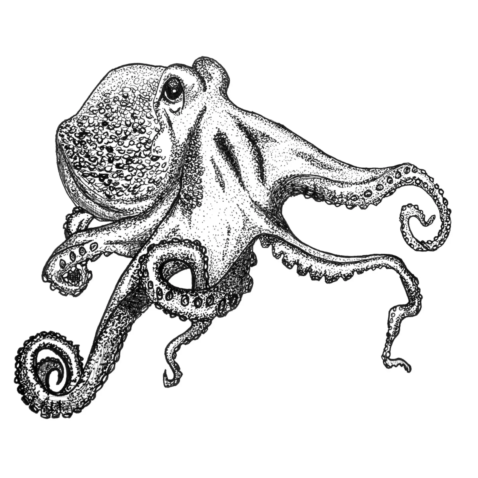 Oktopus hahnemühle by naturelines