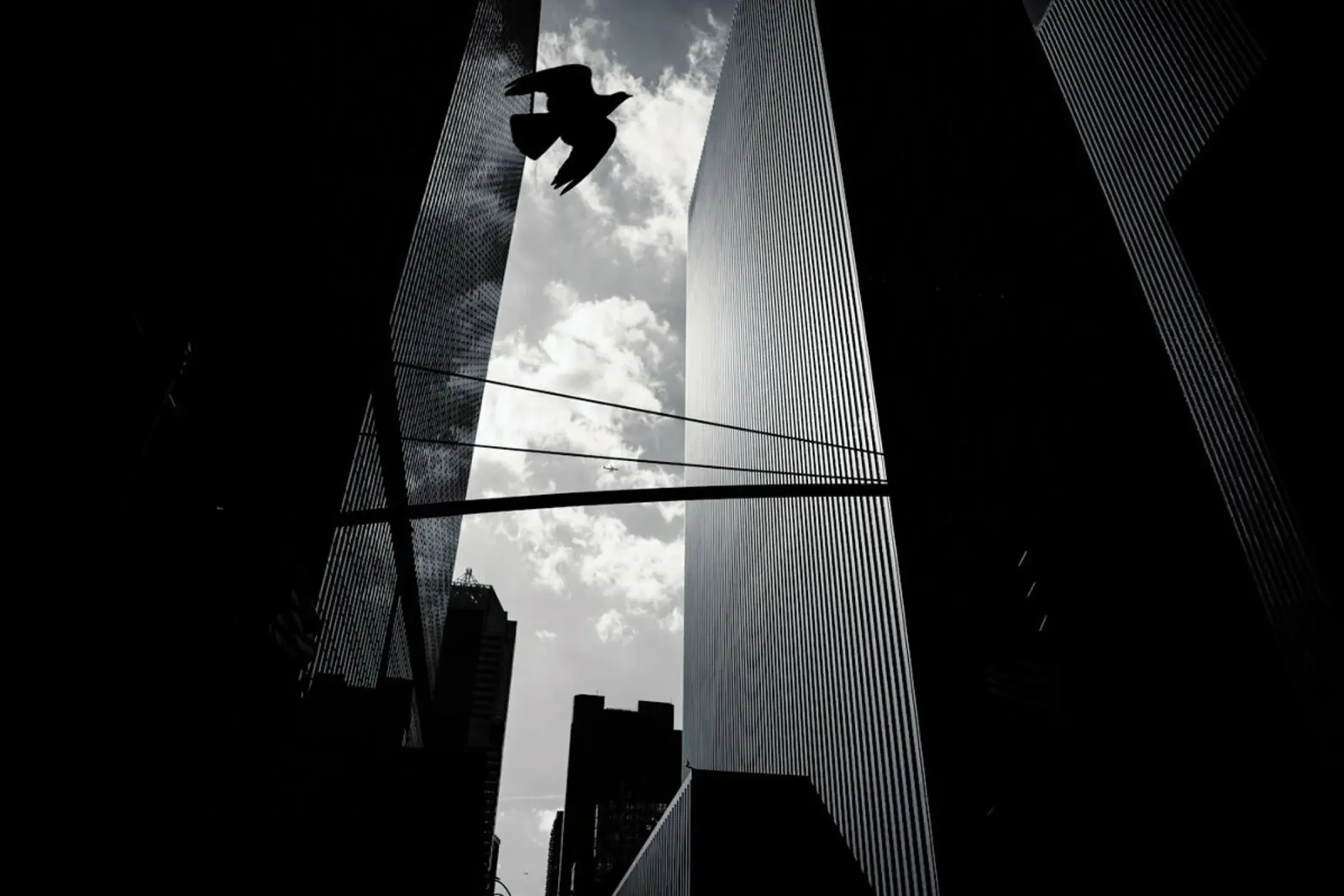 Bird in New York alluminio dibond da Flo Klein