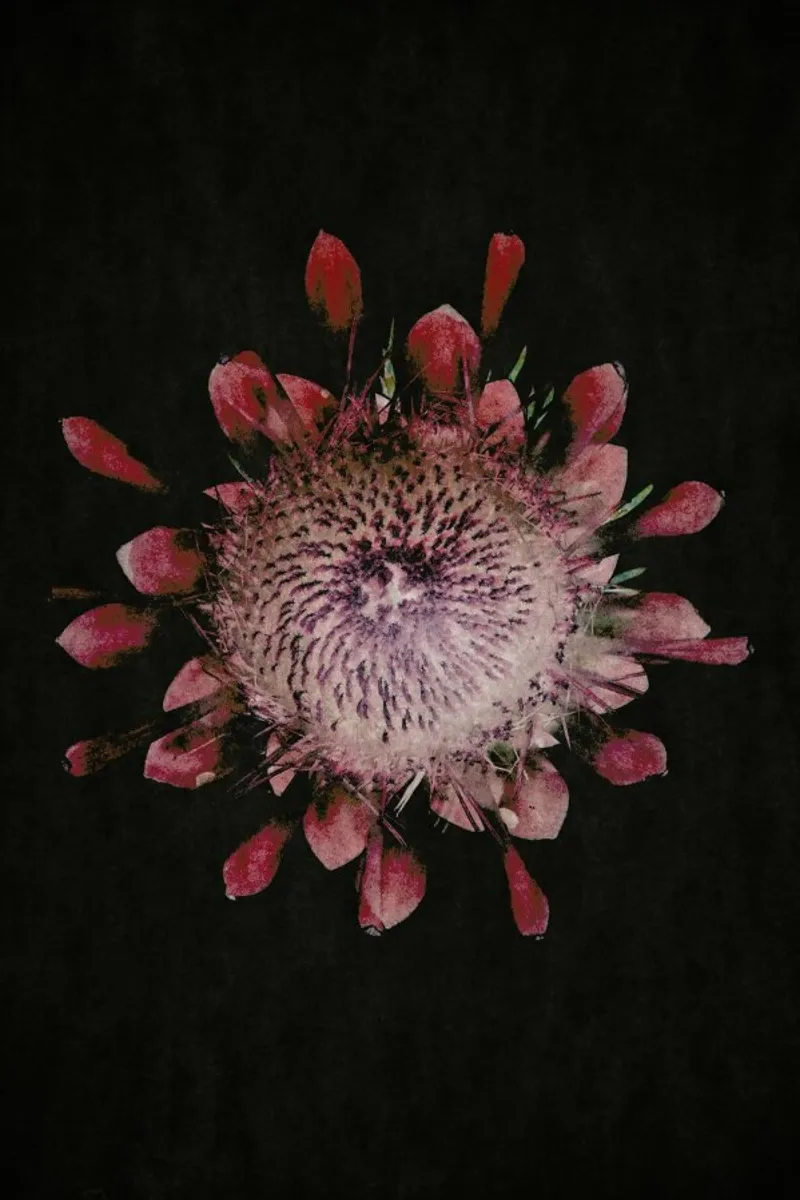 Fynbos Protea pellicola backlit da Shot By Clint