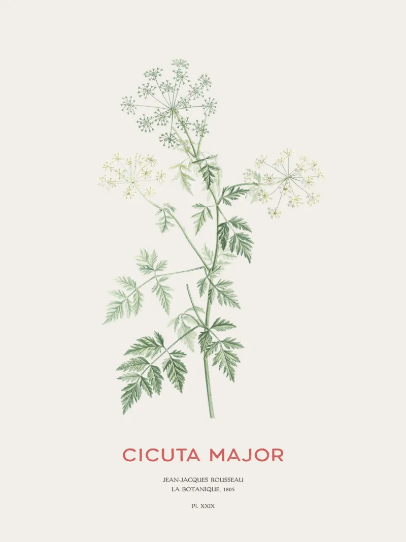 Cicuta selvatica o Cicuta major pellicola backlit da Vintagrafica
