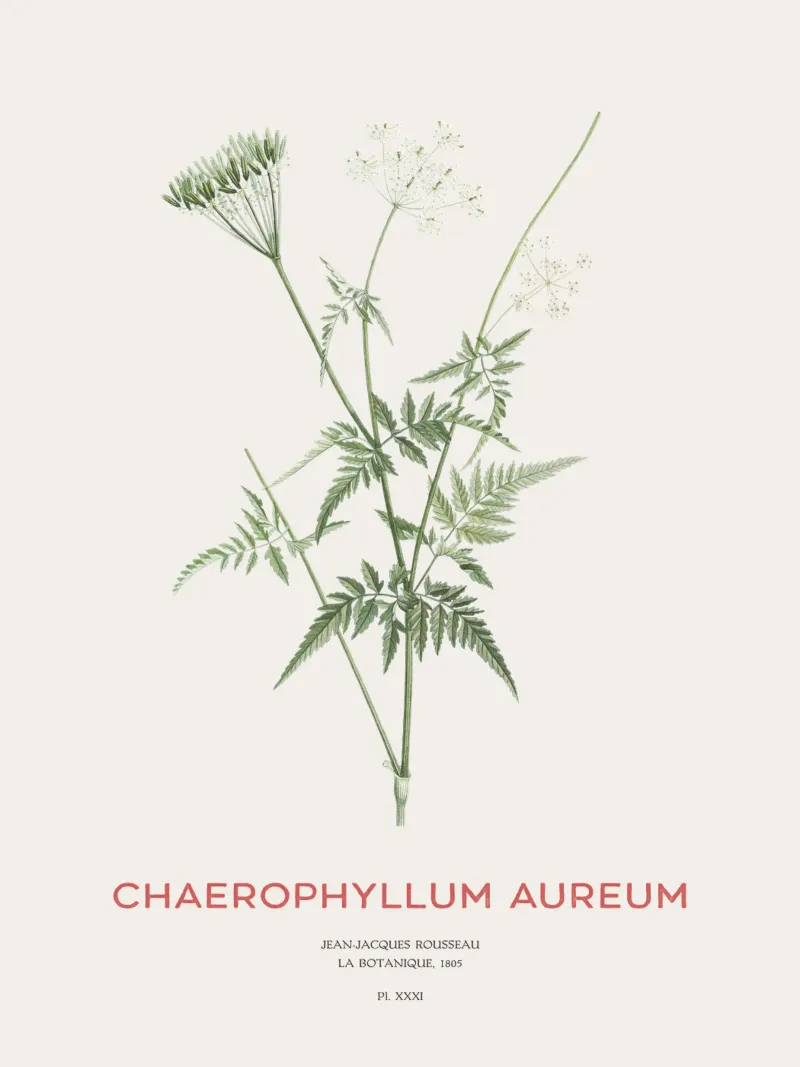 Cerfoglio dorato o Chaerophyllum aureum pellicola backlit da Vintagrafica