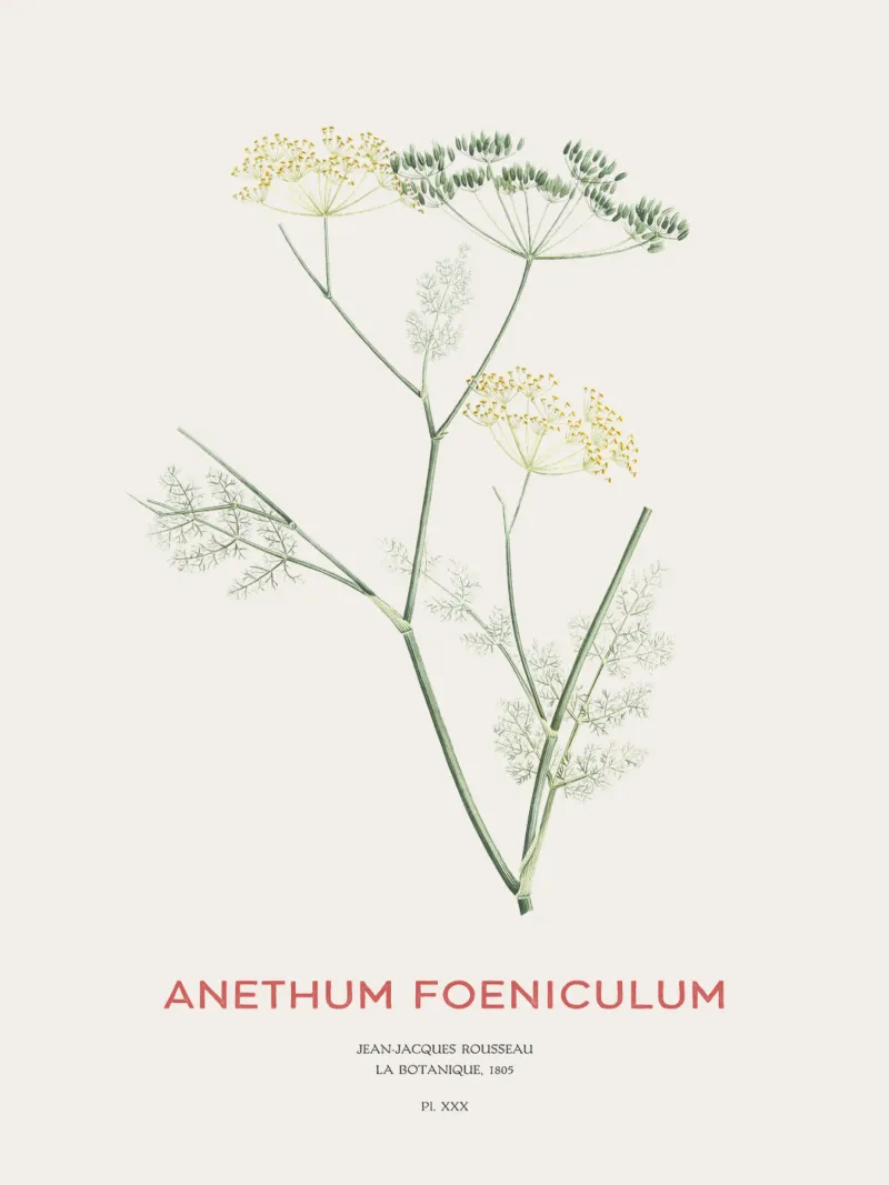 Fenchel oder Anethum foeniculum Hahnemühle von Vintagrafica