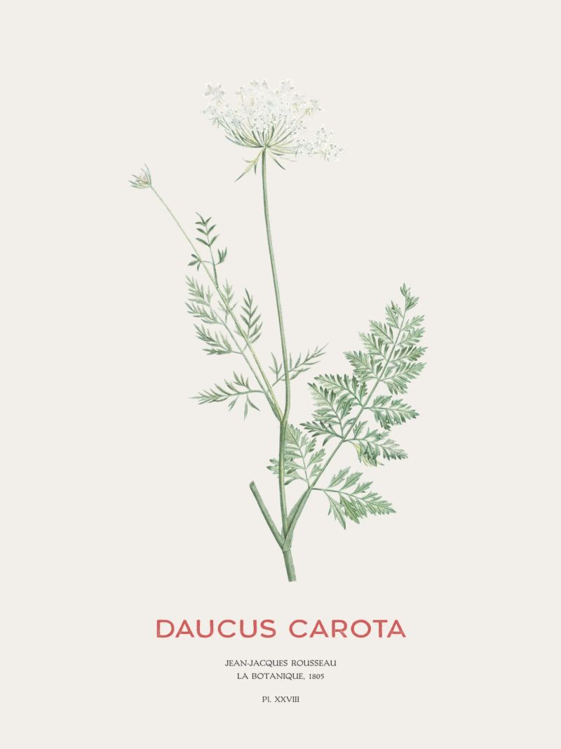 Wilde Möhre oder Daucus carota Poster von Vintagrafica