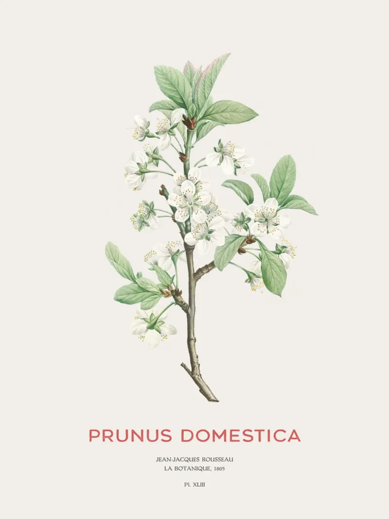 Pflaumenblüten oder Prunus domestica Hahnemühle von Vintagrafica