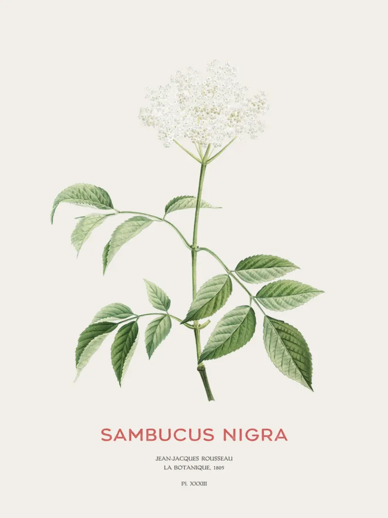 European elder flower hahnemühle by Vintagrafica