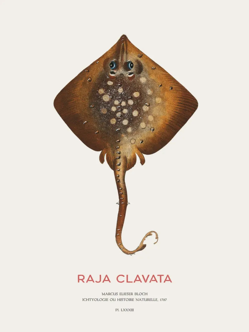 Stachelrochen oder Raja clavata Leinwand mit Schattenfugenrahmen von Vintagrafica