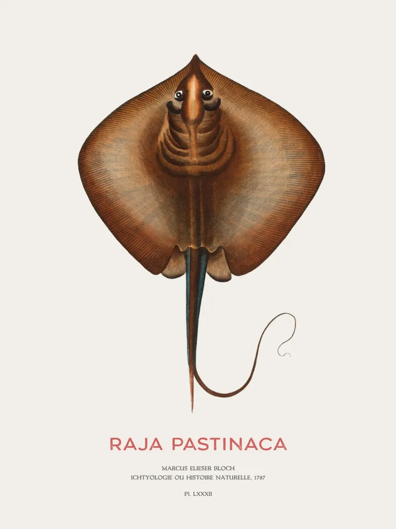 Gewöhnlicher Stechrochen oder Raja pastinaca Leinwand mit Schattenfugenrahmen von Vintagrafica