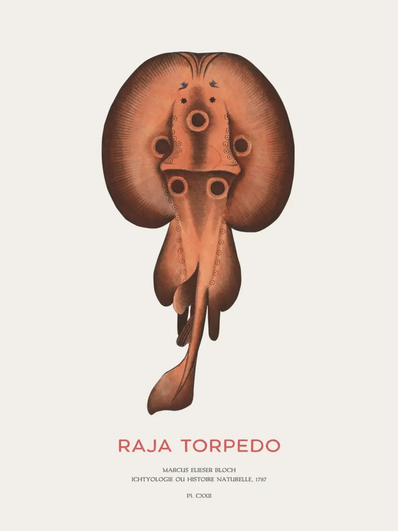 Elektrischer Rochen mit Augen oder Raja-Torpedo Poster von Vintagrafica