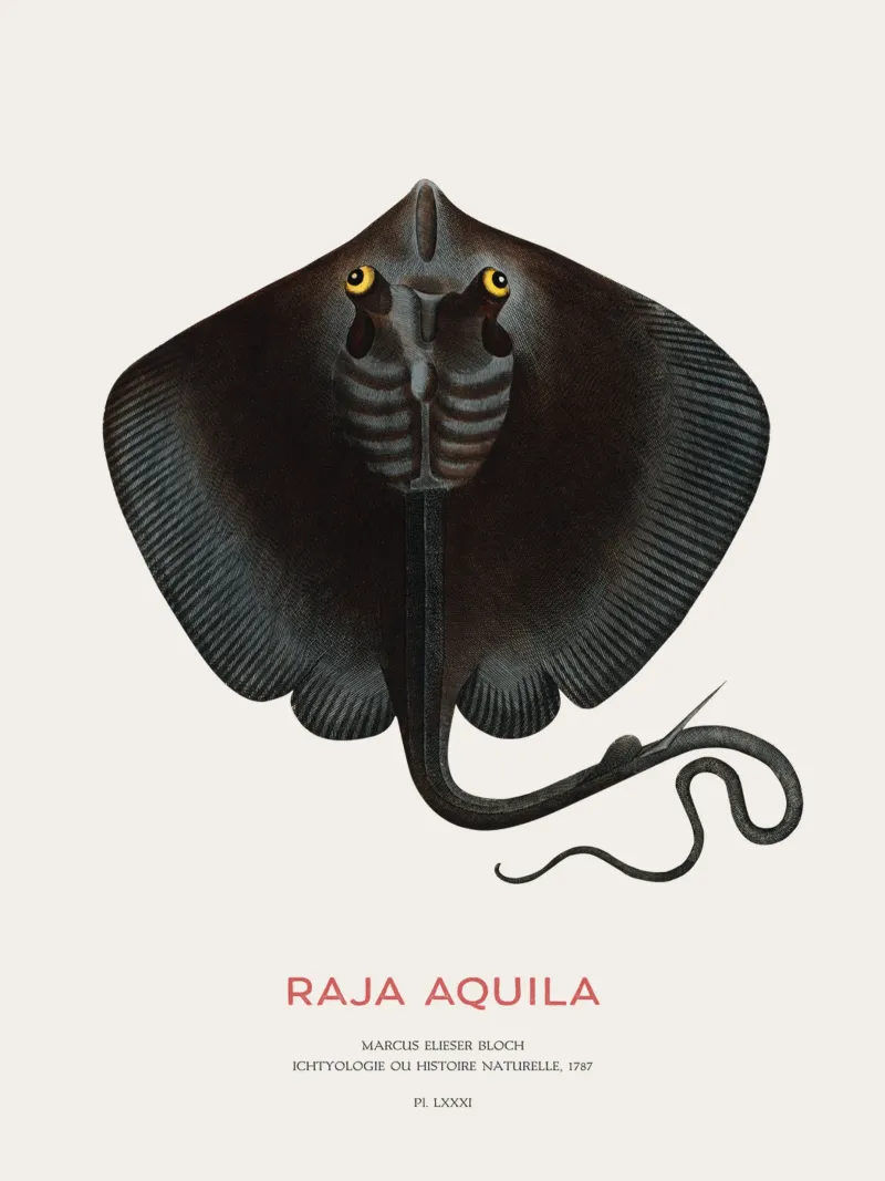 Gewöhnlicher Adlerrochen oder Raja aquila Poster mit Kunststoffrahmen von Vintagrafica