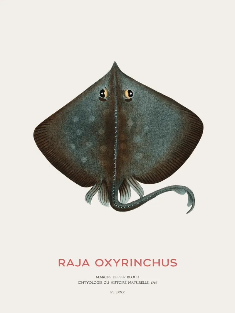 Raja ossifraga o Raja oxyrinchus poster da Vintagrafica