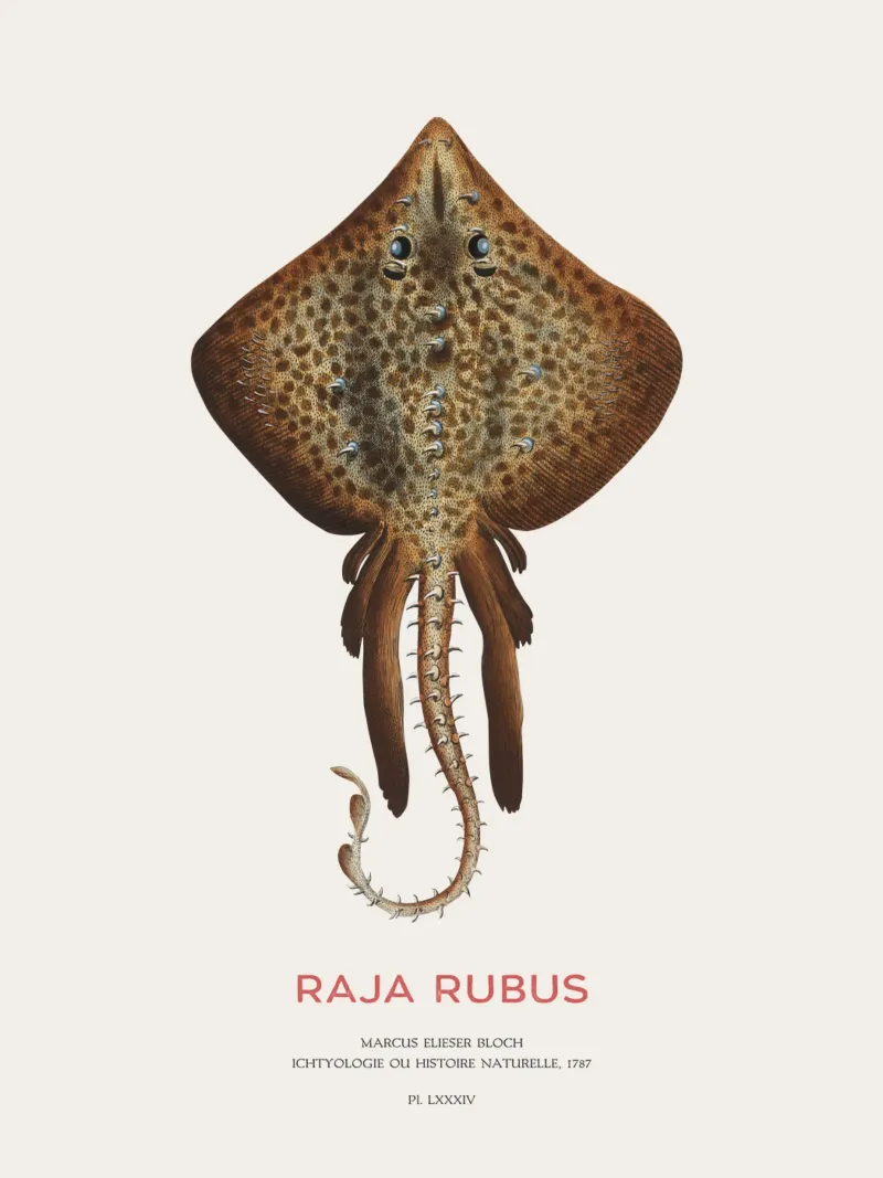 Raggio di spine o Raja rubus pellicola backlit da Vintagrafica