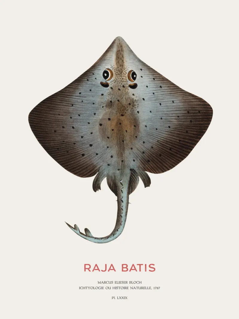 Razze blu o Raja batis tela con Cornice a cassetta da Vintagrafica