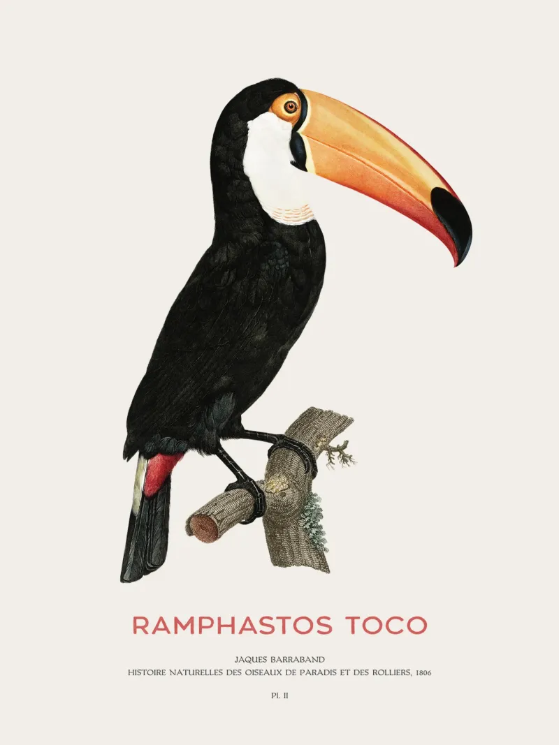 Toco-Tukan oder Ramphastos toco Hahnemühle von Vintagrafica