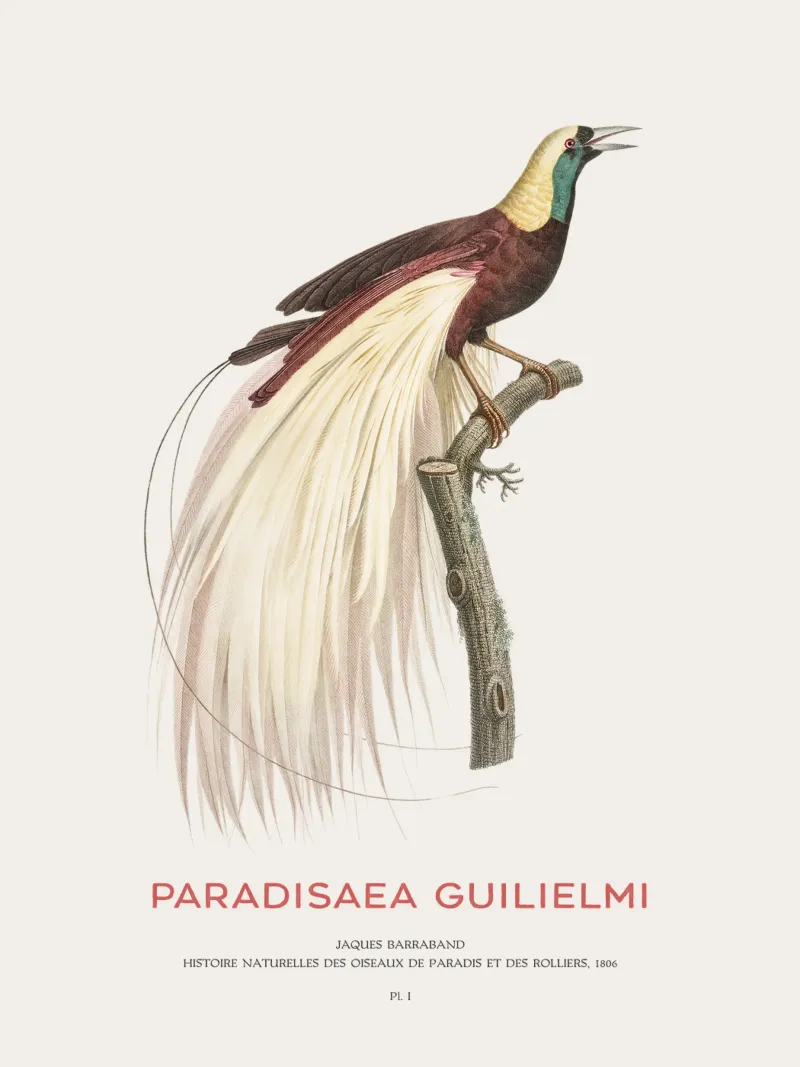 Uccello del Paradiso imperatore o Paradisaea guilielmi pellicola backlit da Vintagrafica