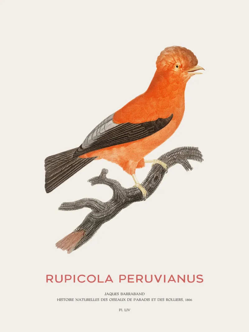 Anden-Felsenhahn oder Rupicola peruvianus Hahnemühle von Vintagrafica