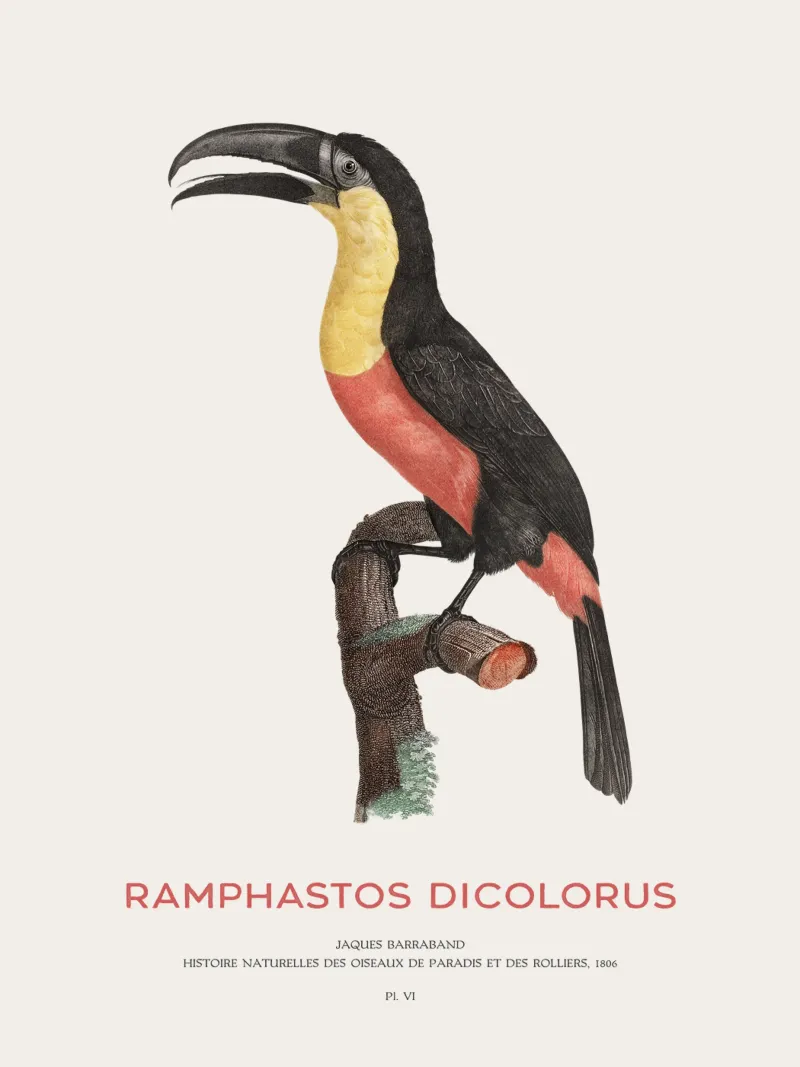 Tucano dal petto rosso o Ramphastos dicolorus pellicola backlit da Vintagrafica