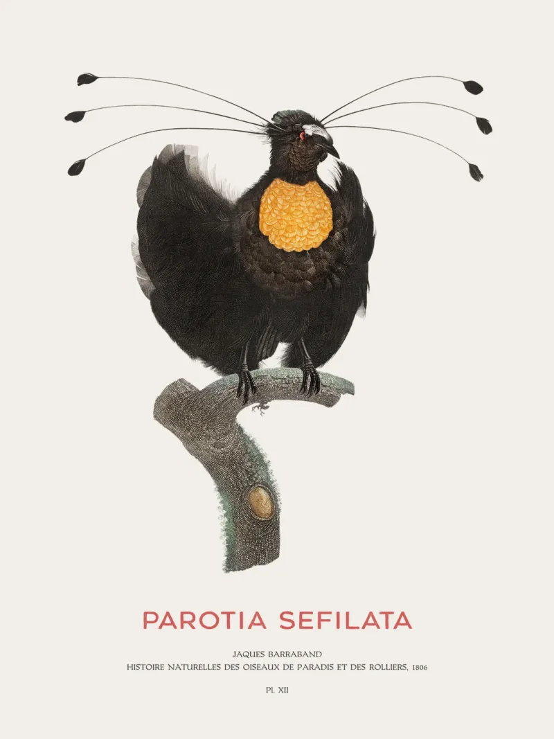 Parotia occidentale o Parotia sefilata poster da Vintagrafica