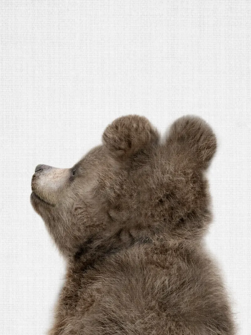 Peekaboo Bear Cub pellicola backlit da Lila x Lola