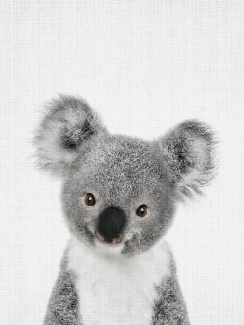 Peekaboo Koala pellicola backlit da Lila x Lola
