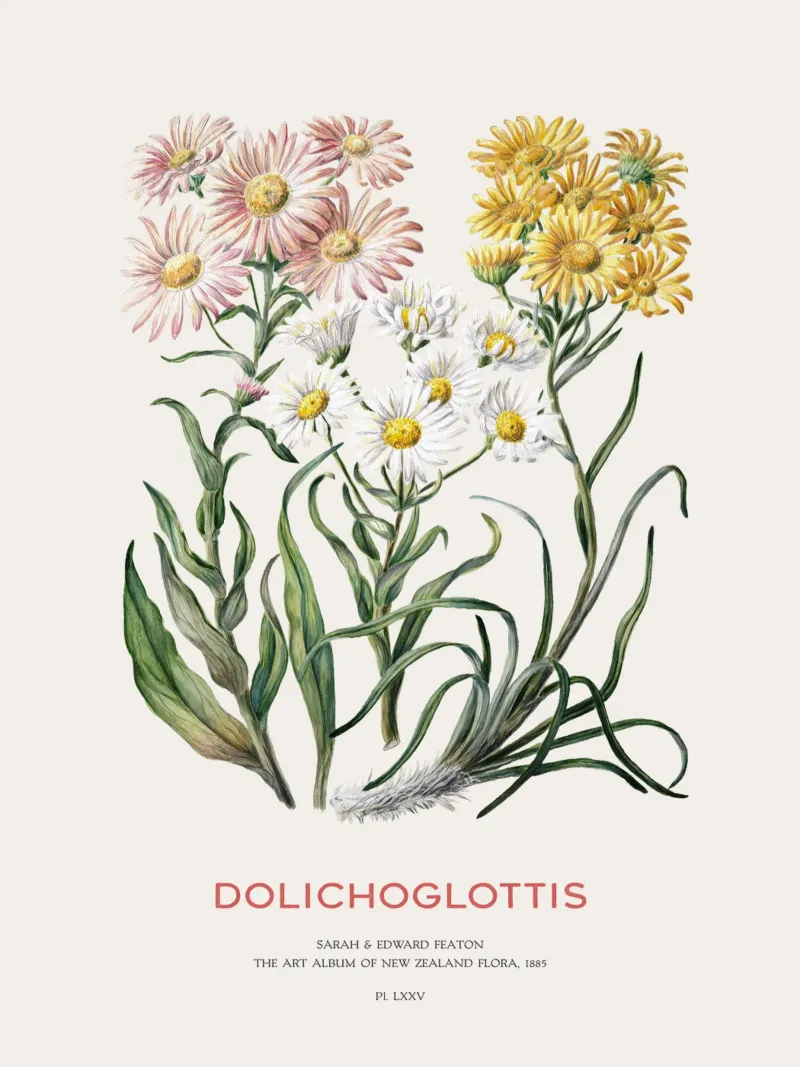 Dolichoglottis - Piante in fiore della famiglia delle margherite pellicola backlit da Vintagrafica