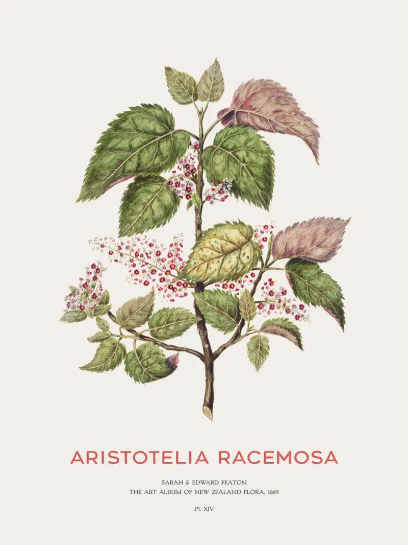 Uva di mare o Aristotelia racemosa pellicola backlit da Vintagrafica