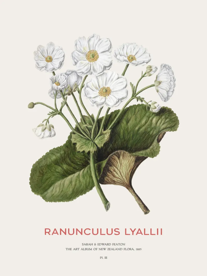 Mount Cook lily or Ranunculus lyallii hahnemühle by Vintagrafica