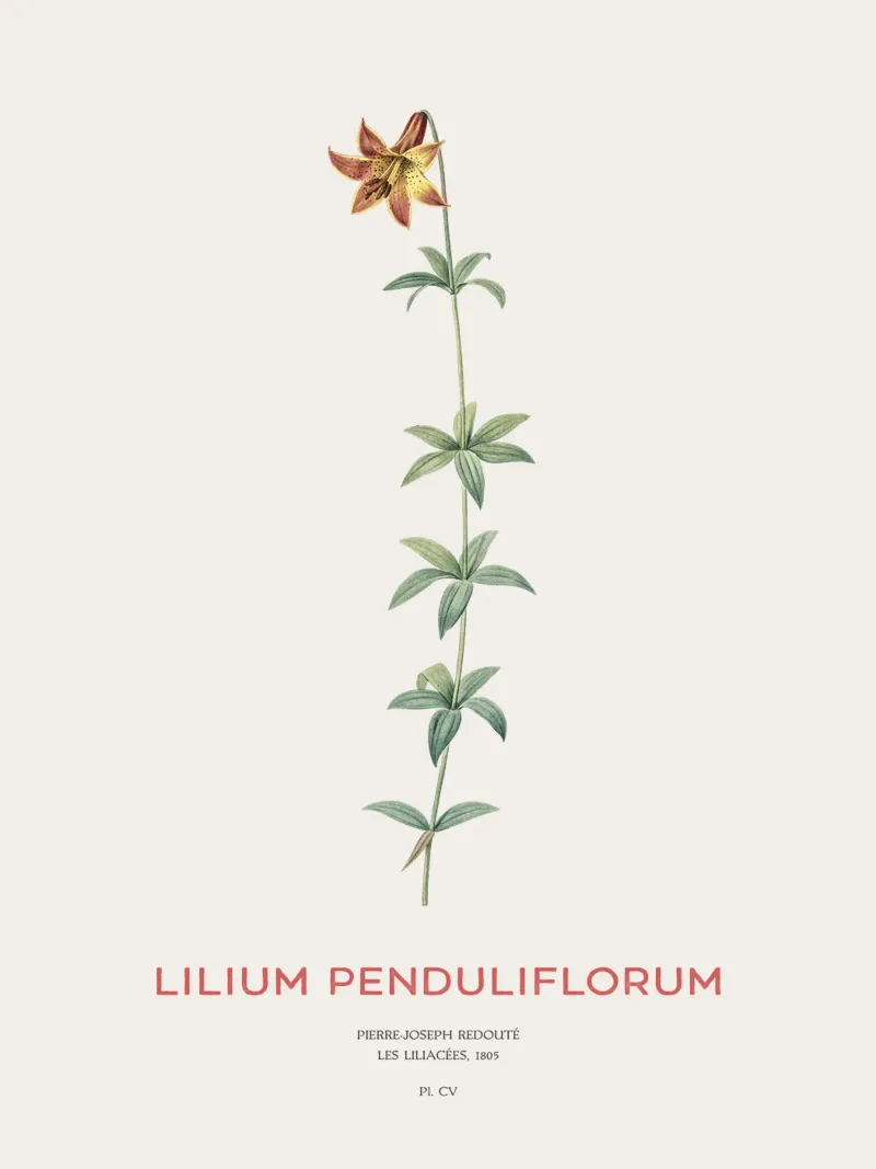 Canada lily or Lilium penduliflorum forex plate by Vintagrafica