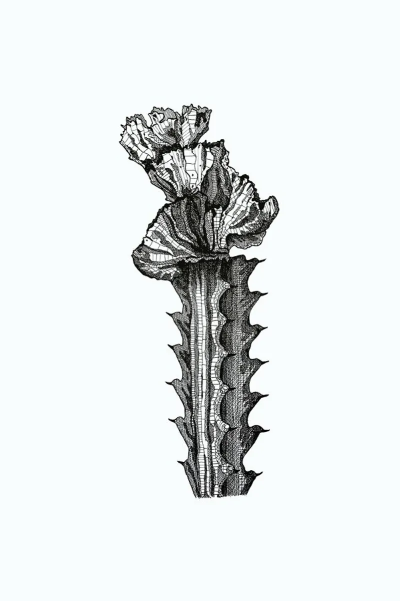 Orchid Cactus carta hahnemühle da Pen & Ink