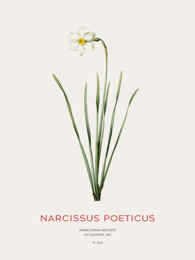 Narciso poetico o Narcissus poeticus pellicola backlit da Vintagrafica