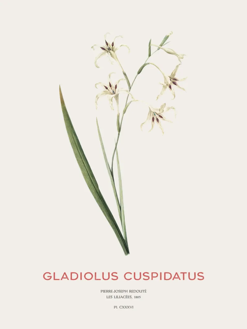 Wilde Gladiole oder Gladiolus cuspidatus Hahnemühle von Vintagrafica
