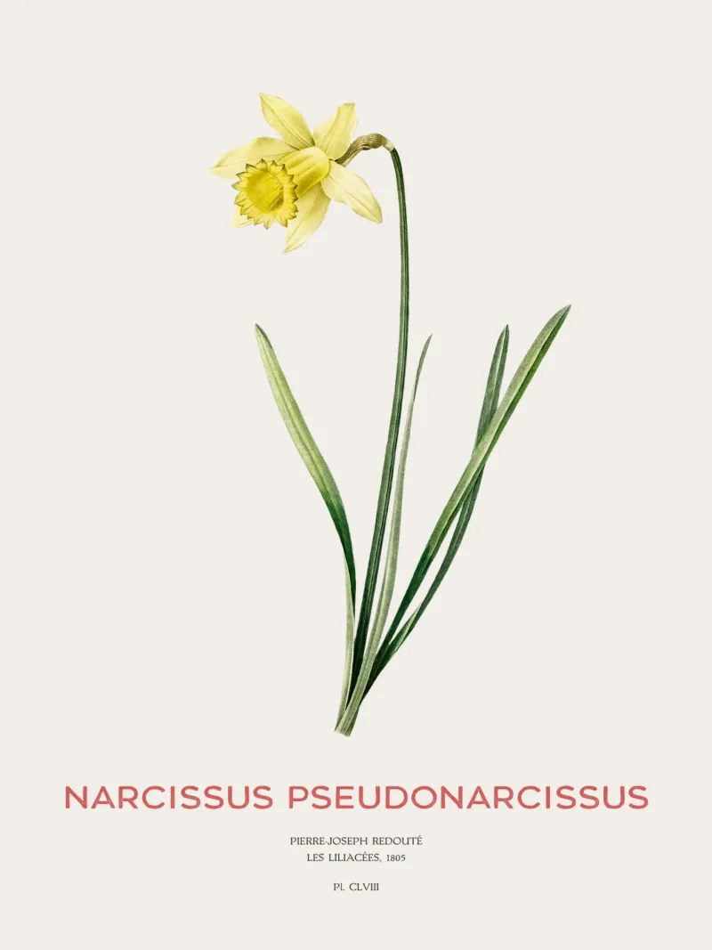 Giglio della quaresima o Narcissus pseudonarcissus plexiglass da Vintagrafica
