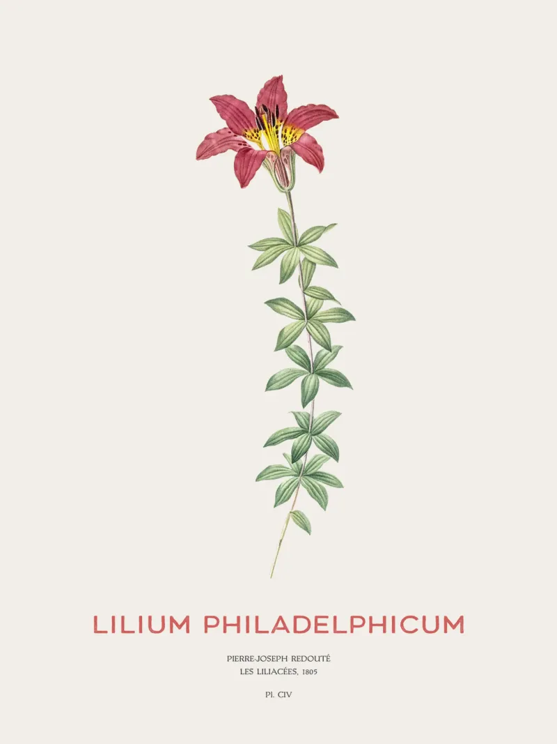 Giglio di Filadelfia o Lilium philadelphicum pellicola backlit da Vintagrafica
