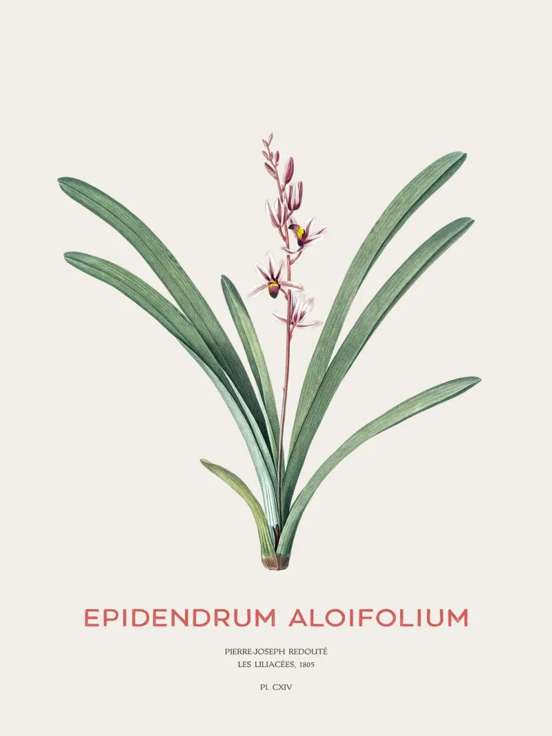 Aloe-blättriges Cymbidium oder Epidendrum aloifolium Hahnemühle von Vintagrafica