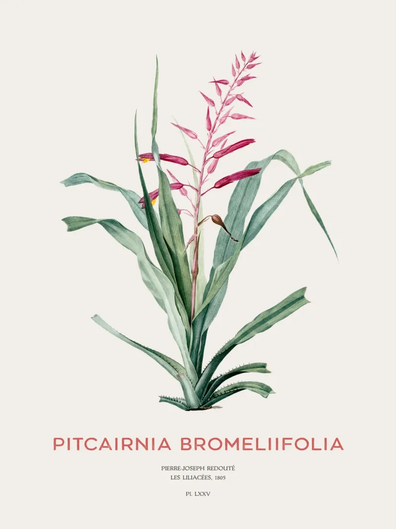 Pitcairnia bromeliifolia fiore pellicola backlit da Vintagrafica