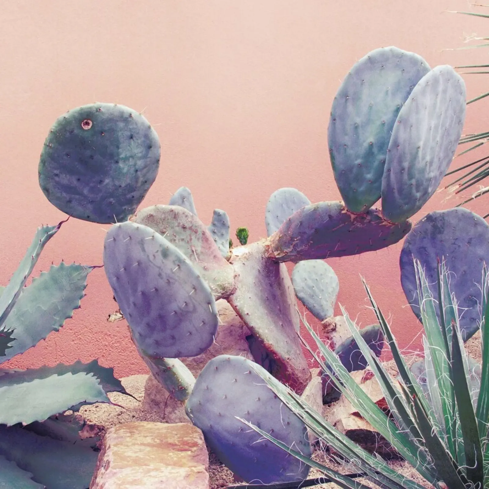 Into the Tropics (Pink) pellicola backlit da BlauMaschine