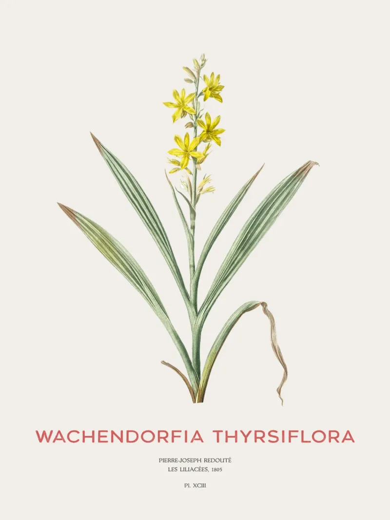 Sumpfschmetterlingsblütler oder Wachendorfia thyrsiflora Hahnemühle von Vintagrafica