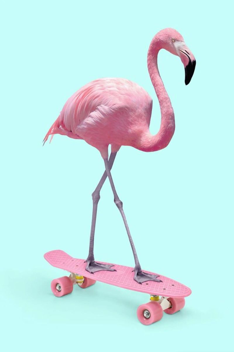 Skate Flamingo poster de Paul Fuentes Design