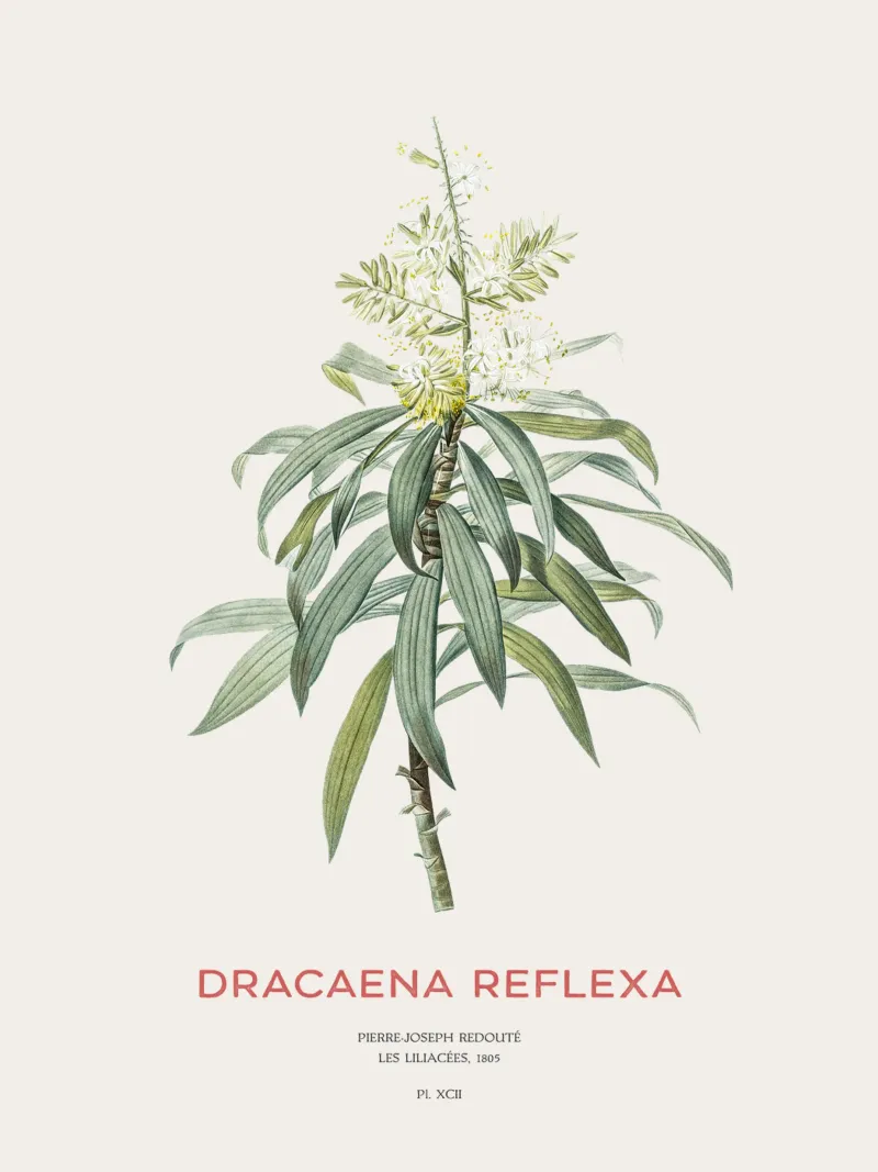 Indisches Lied oder Dracaena reflexa Hahnemühle von Vintagrafica