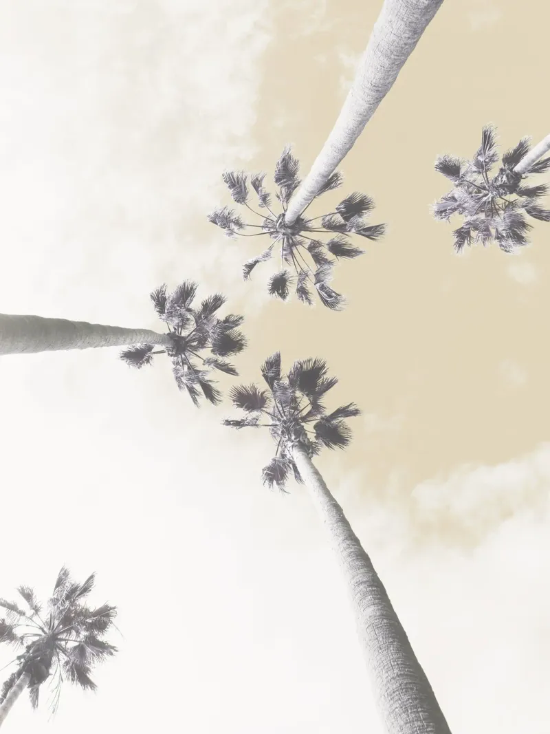 Abstract Palm Trees pellicola backlit da Dagmar Pels