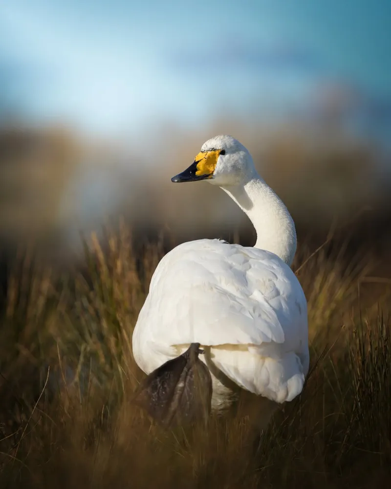 Cisne cantor metacrilato de Tom's Wildlife