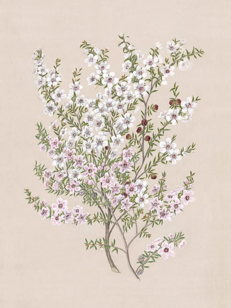 Boho Floral Branch pellicola backlit da apoloprints
