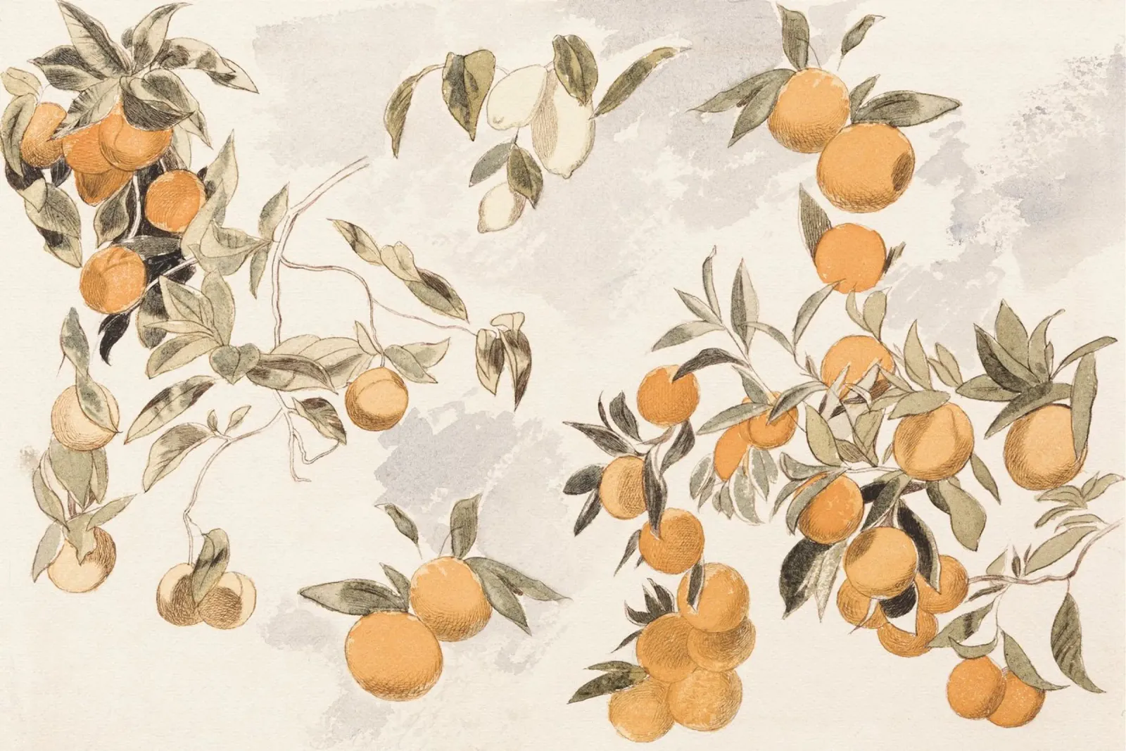 Oranges Boho Watercolor pellicola backlit da apoloprints